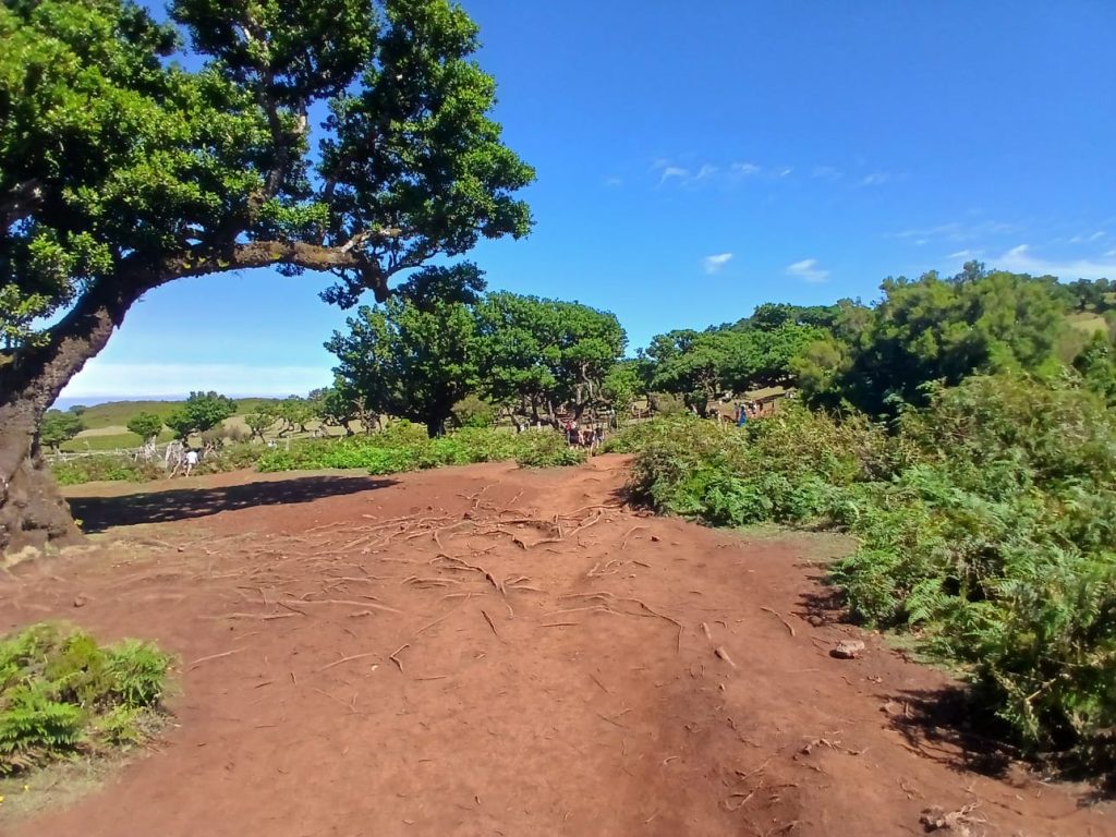 Quercus alerta para a “morte lenta” da Zona de Repouso e Silêncio do Fanal