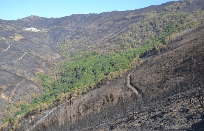 A Quercus apela à regeneração do território após um dos piores anos de incêndios das últimas décadas